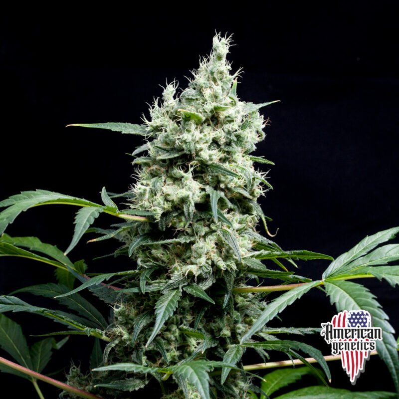Planta de cannabis feminizada de interior en floración, variedad 1024