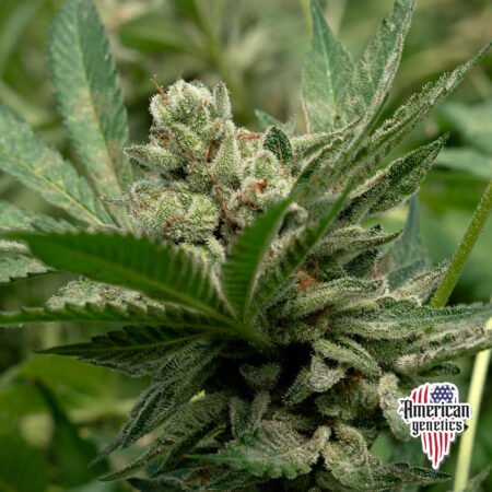 Planta de cannabis feminizada de interior en floración, variedad 24K gold