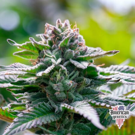 Planta de cannabis feminizada de interior en floración, variedad acai mint