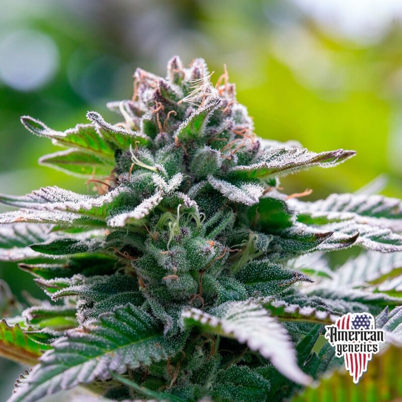 Planta de cannabis feminizada de interior en floración, variedad acai mint