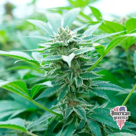 Planta de cannabis feminizada de exterior en floración, variedad afghani