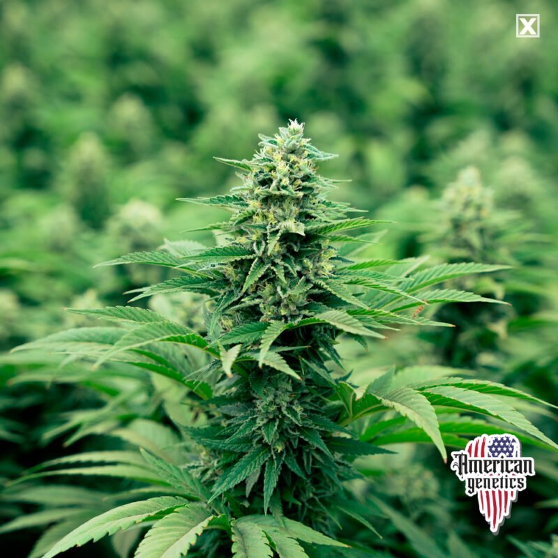 Planta de cannabis feminizada de exterior en floración, variedad amnesia