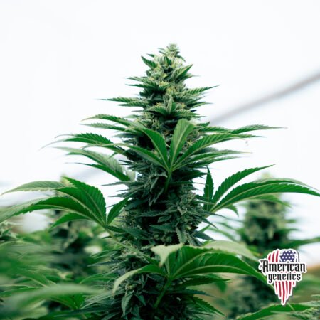 Amnesia Haze