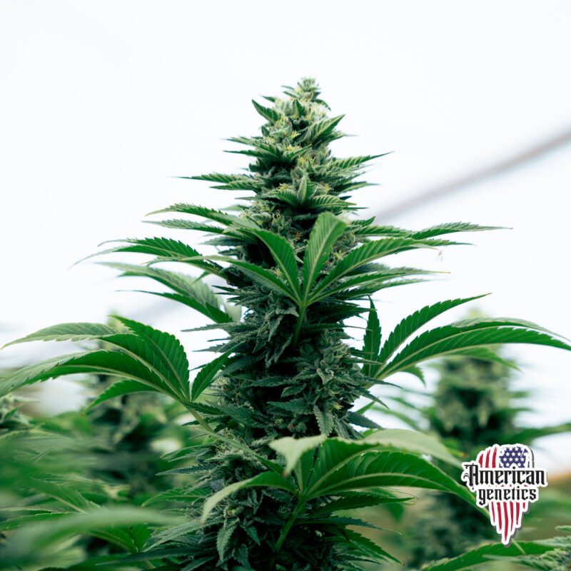 Planta de cannabis feminizada de interior en floración, variedad amnesia haze