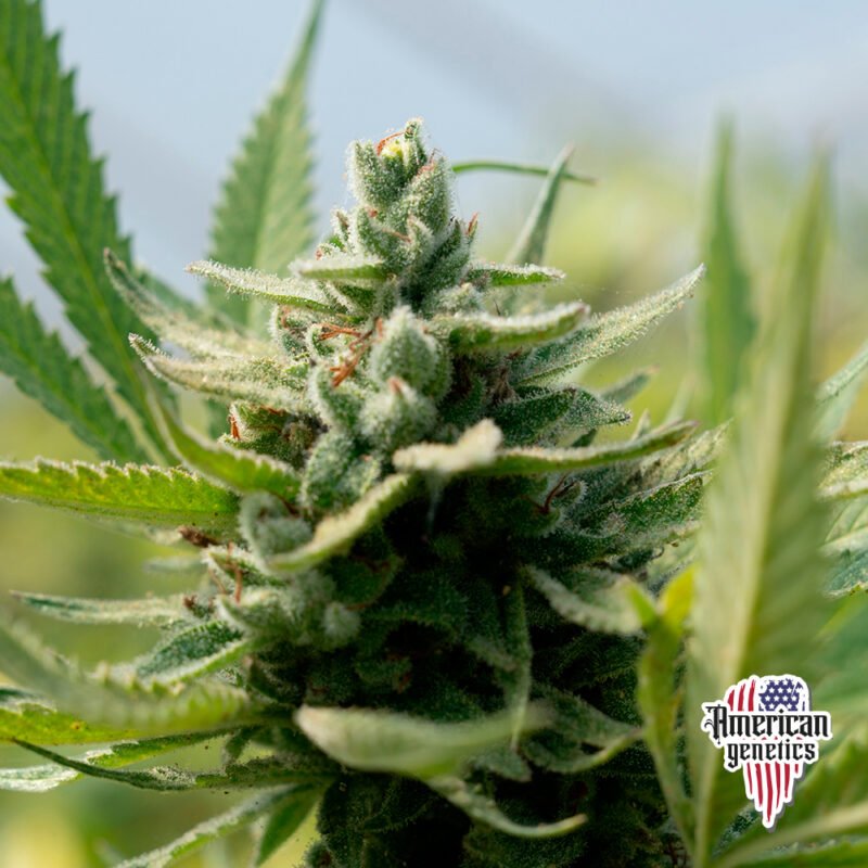 Planta de cannabis feminizada de interior en floración, variedad amnesia haze