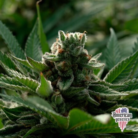 Planta de cannabis feminizada de exterior en floración, variedad amnesia kush