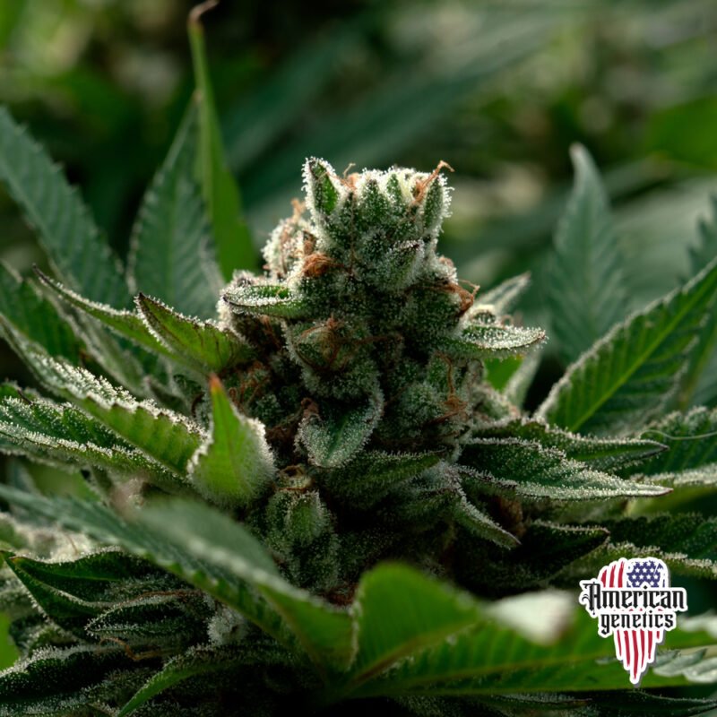 Planta de cannabis feminizada de exterior en floración, variedad amnesia kush