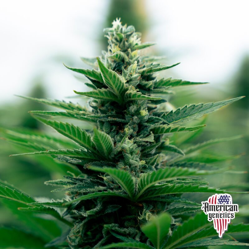 Planta de cannabis feminizada de exterior en floración, variedad lemon