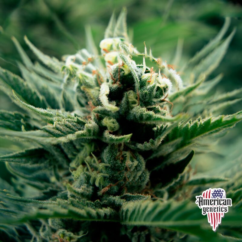 Planta de cannabis feminizada de exterior en floración, variedad amnesia runtz