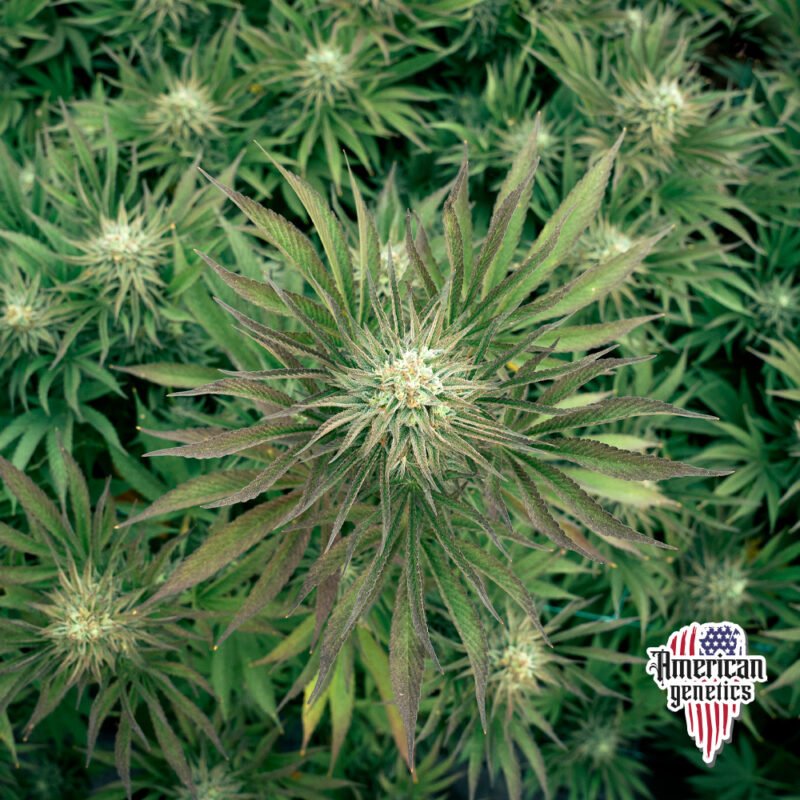 Planta de cannabis feminizada de interior en floración, variedad animal cookies