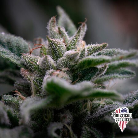 Planta de cannabis feminizada de interior en floración, variedad apple and banana