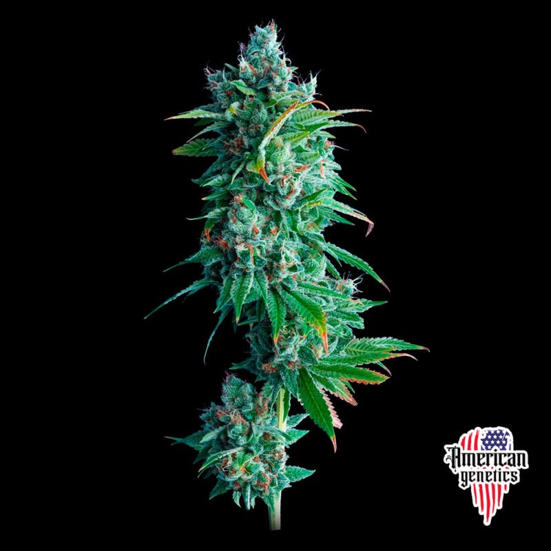 floración de plantas de marihuana en cultivo interior variedad 24 K gold