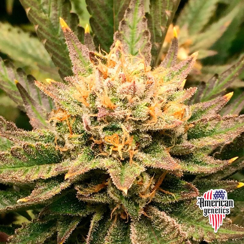 floración de plantas de marihuana en cultivo interior variedad afghana