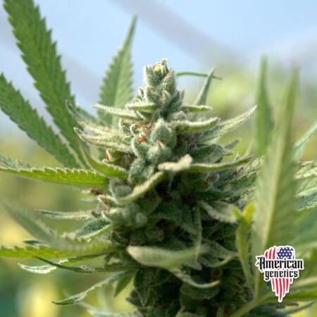 floración de plantas de marihuana en cultivo interior variedad auto amnesia haze