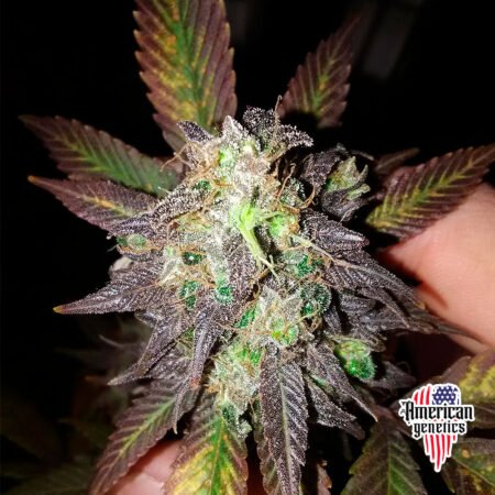 floración de plantas de marihuana en cultivo interior variedad auto amnesia purple