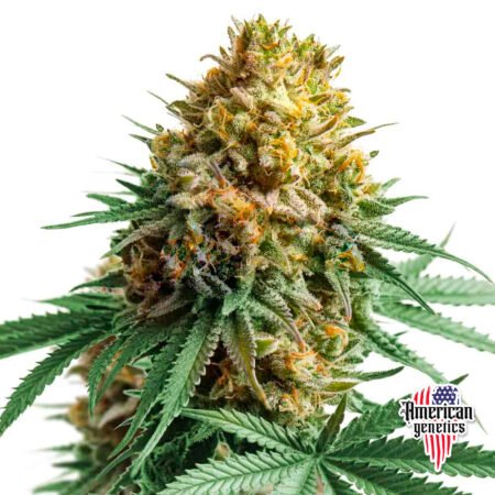 Planta de cannabis feminizada de interior en floración, variedad auto apple fritter