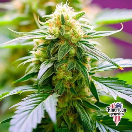 AUTO Big Bud