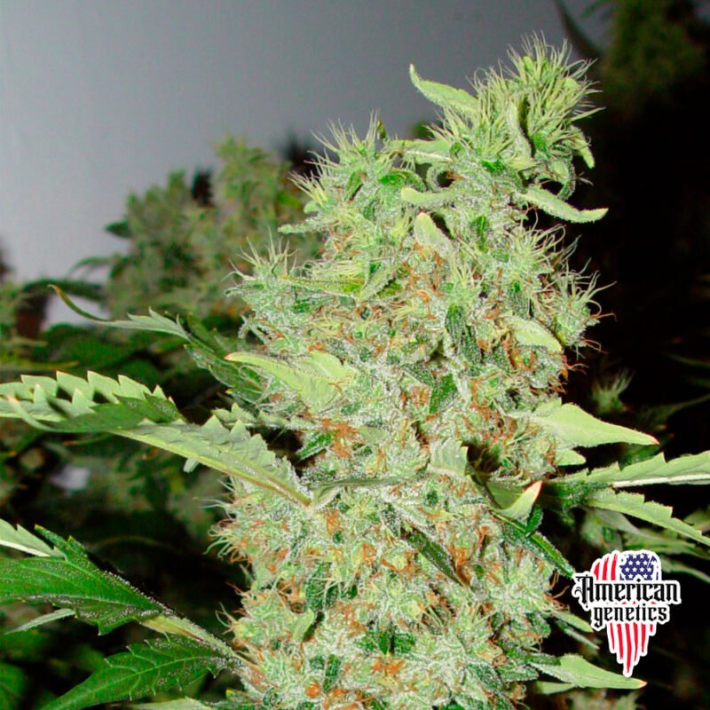 floración de plantas de marihuana en cultivo interior variedad bubble gum