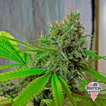 floración de plantas de marihuana en cultivo interior variedad auto caramel