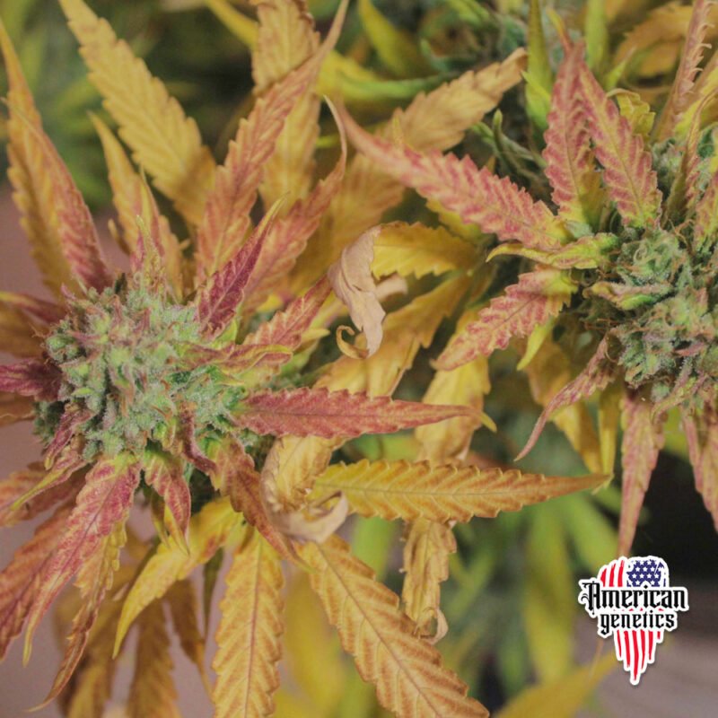 floración de plantas de marihuana en cultivo interior variedad cream mandarine fv