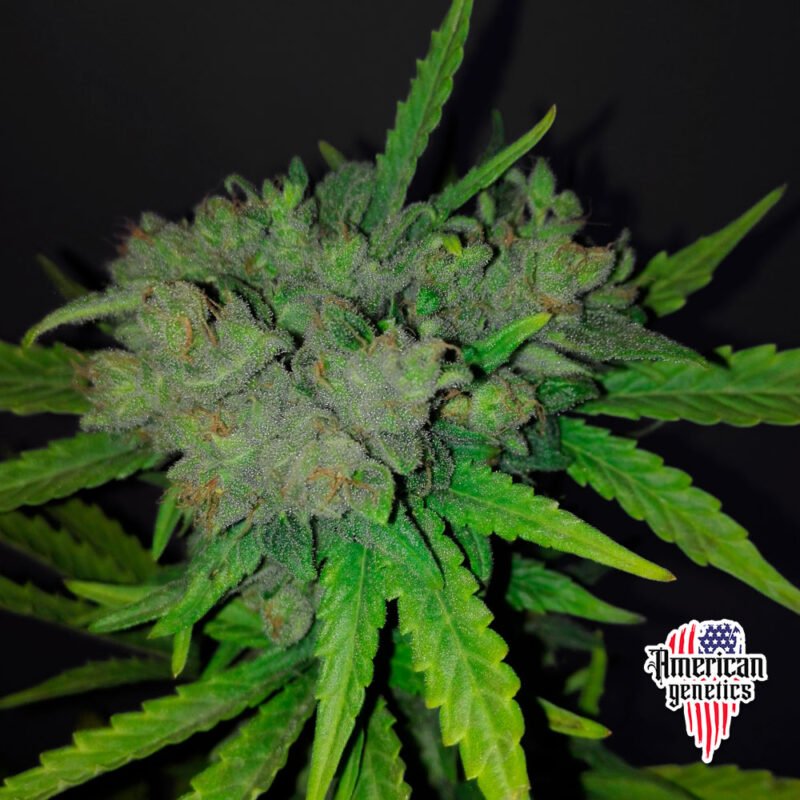 floración de plantas de marihuana en cultivo interior variedad auto critical