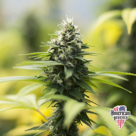 floración de plantas de marihuana en cultivo exterior variedad auto diesel og