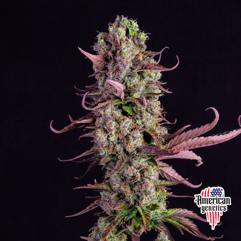 floración de plantas de marihuana en cultivo interior variedad auto gorilla zkittlez