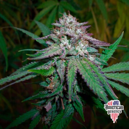 floración de plantas de marihuana en cultivo interior variedad auto grand daddy purple