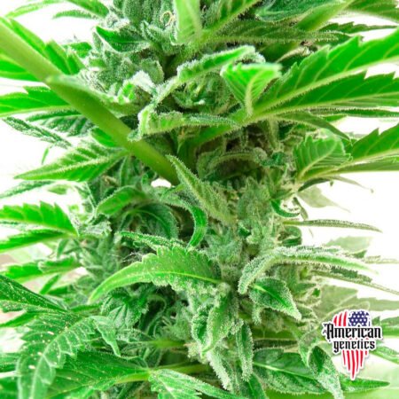 floración de plantas de marihuana en cultivo interior variedad auto haze