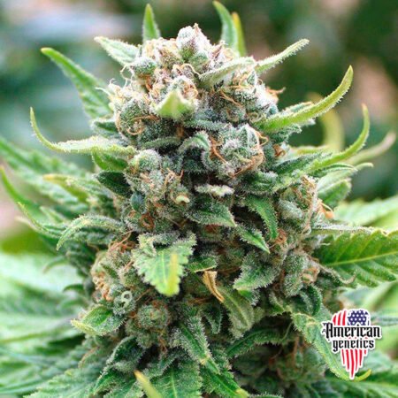 King Kong FV