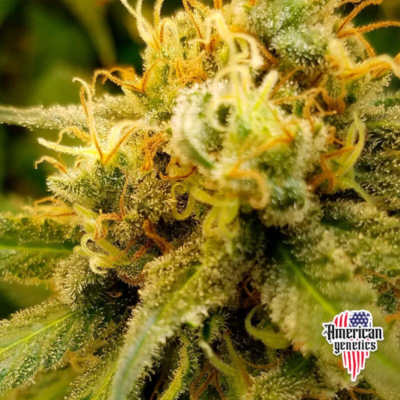 floración de plantas de marihuana en cultivo interior variedad lemon haze