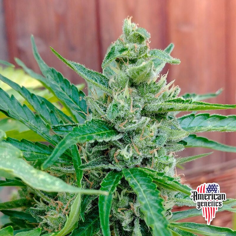 floración de plantas de marihuana en cultivo exterior variedad auto magnum