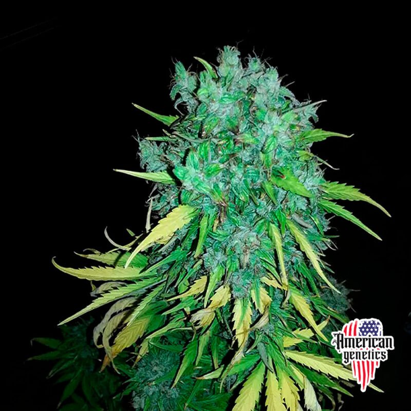 floración de plantas de marihuana en cultivo interior variedad auto-maxigum