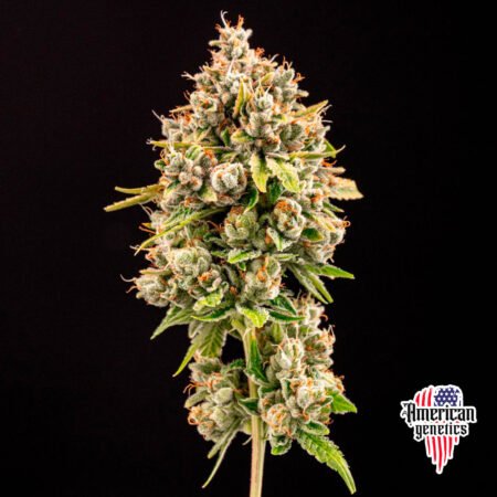 floración de plantas de marihuana en cultivo interior variedad auto motorbreath