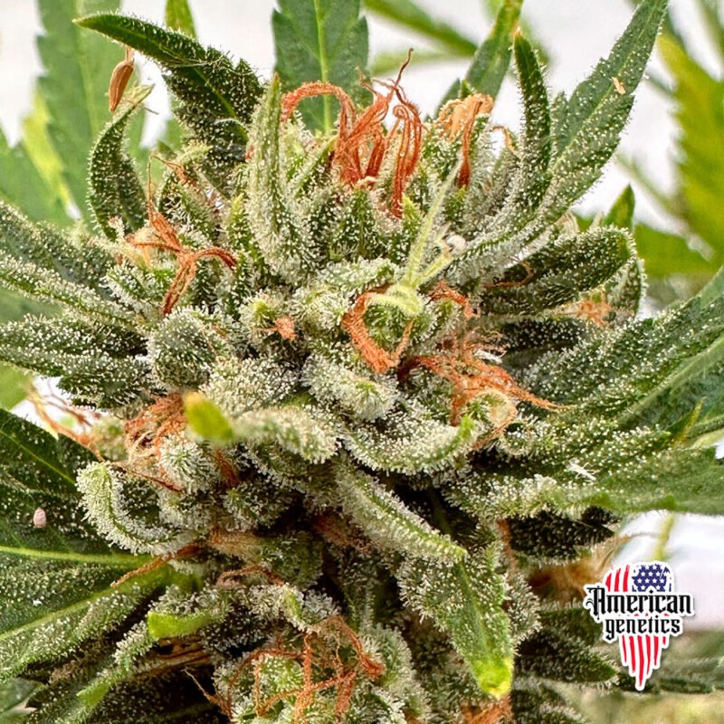 floración de plantas de marihuana en cultivo interior variedad og kush