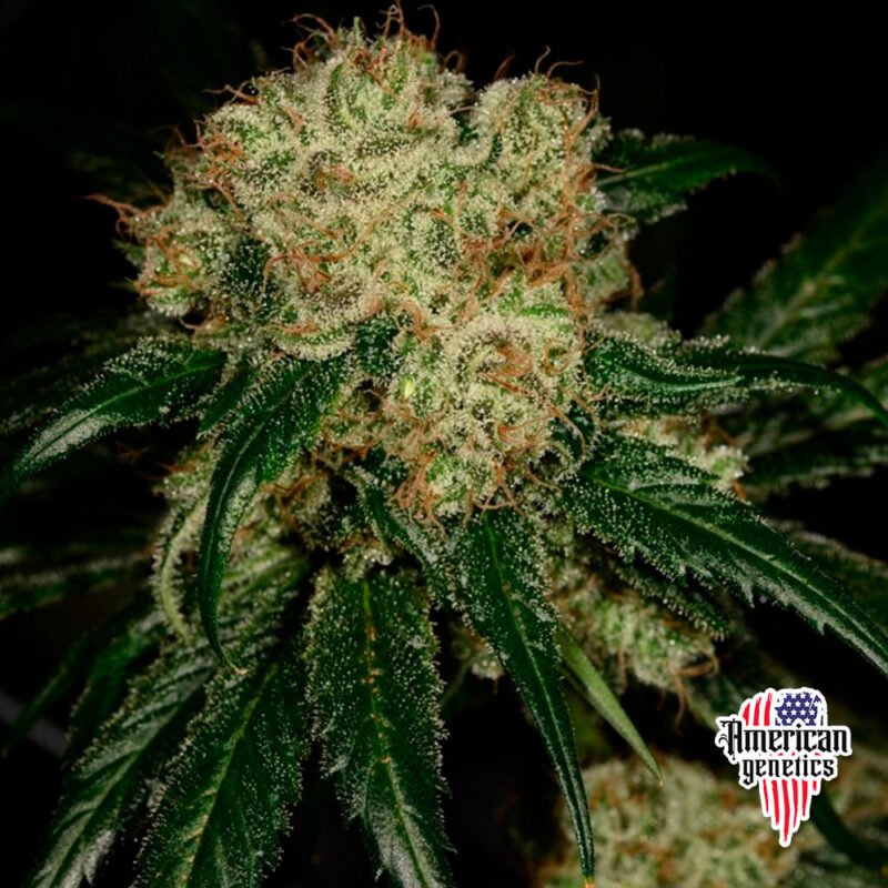 Planta de cannabis feminizada de interior en floración, variedad auto orange sherbet