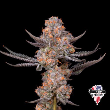 floración de plantas de marihuana en cultivo interior variedad auto pink rozay