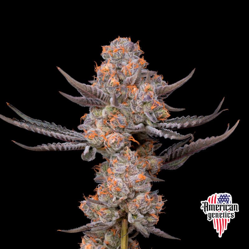 floración de plantas de marihuana en cultivo interior variedad auto pink rozay