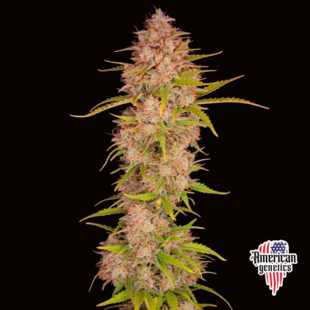 floración de plantas de marihuana en cultivo interior variedad auto sherbet