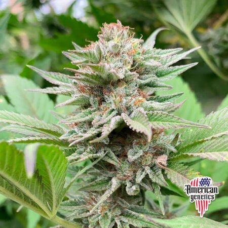 floración de plantas de marihuana en cultivo interior variedad auto strawberry haze