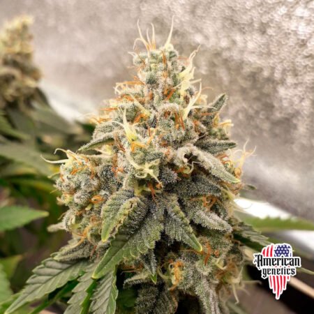 floración de plantas de marihuana en cultivo interior variedad auto super silver haze