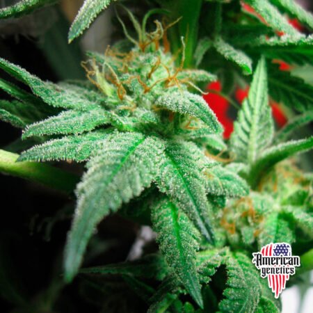floración de plantas de marihuana en cultivo interior variedad auto tahoe og