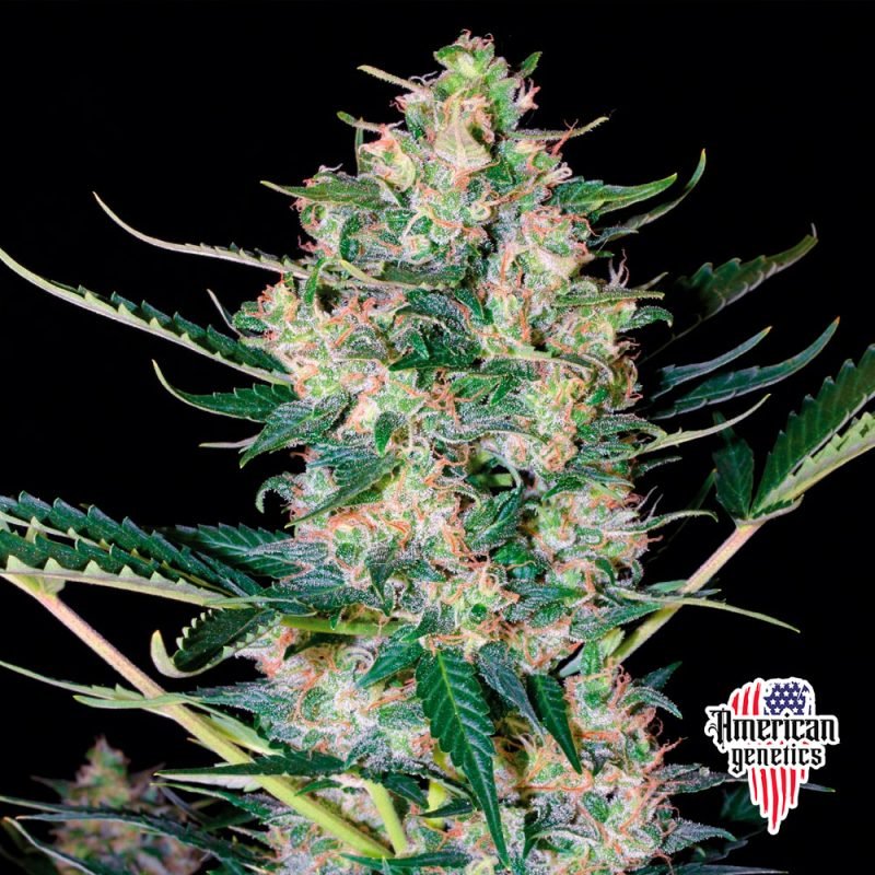 floración de plantas de marihuana en cultivo interior variedad auto white russian kush