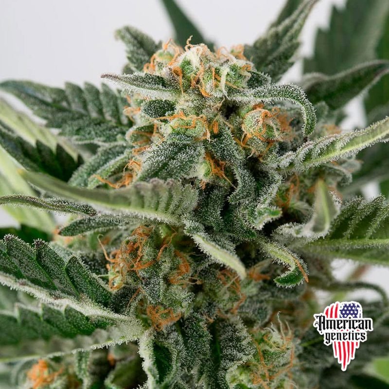 floración de plantas de marihuana en cultivo interior variedad auto xxl