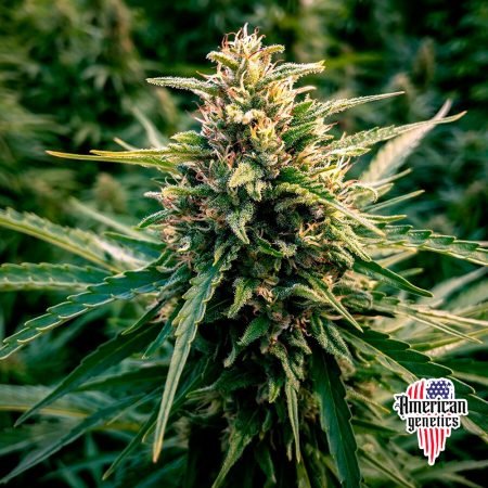 Planta de cannabis feminizada de interior en floración, variedad auto zkittlez gelato