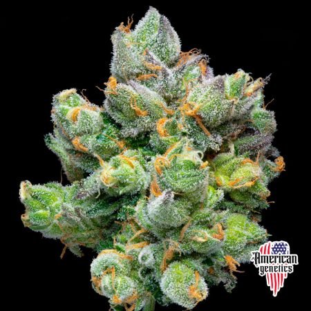 floración de plantas de marihuana en cultivo interior variedad auto zoap