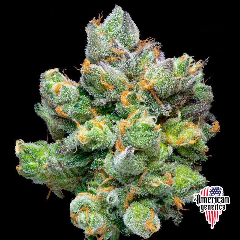 floración de plantas de marihuana en cultivo interior variedad auto zoap