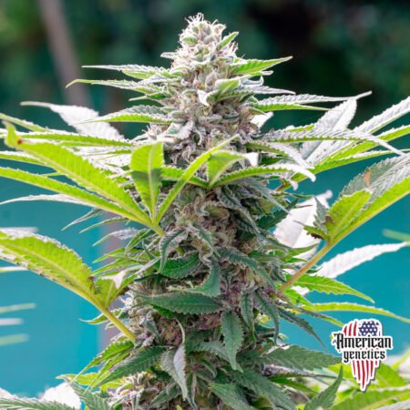 Planta de cannabis feminizada de exterior en floración, variedad banana punch