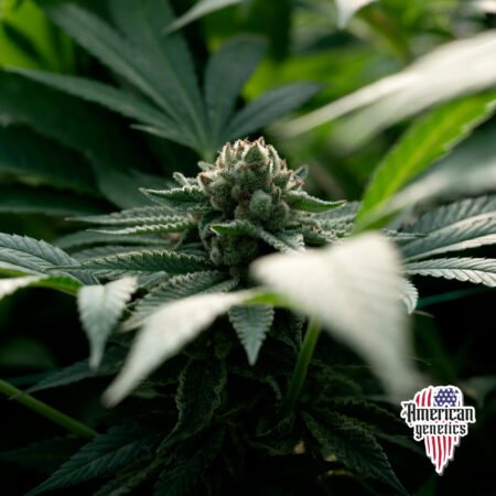 Planta de cannabis feminizada de exterior en floración, variedad birthday cake