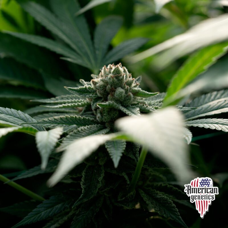Planta de cannabis feminizada de exterior en floración, variedad birthday cake